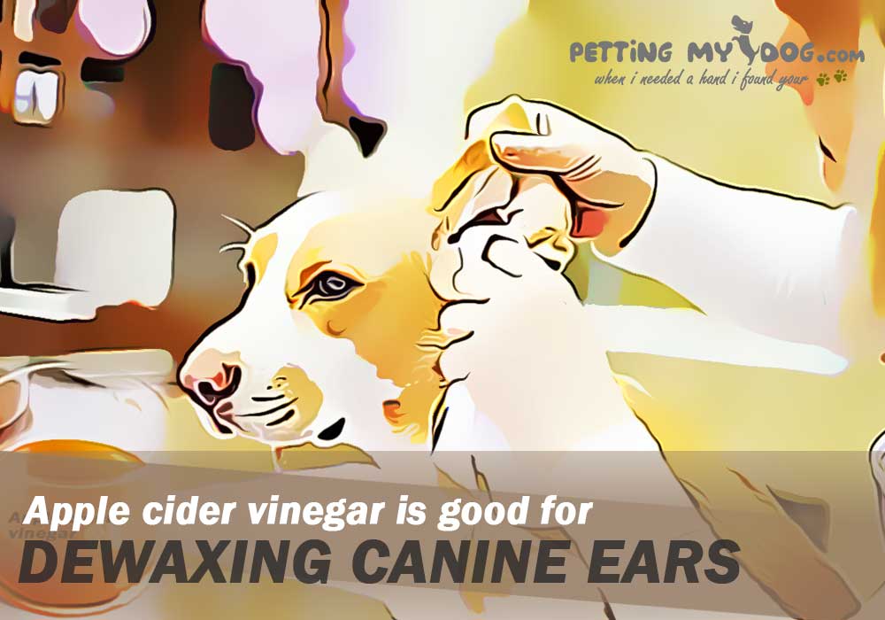apple cider vinegar is good for dewaxing canine ears