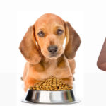 daily recommended protein and fat for Dogs
