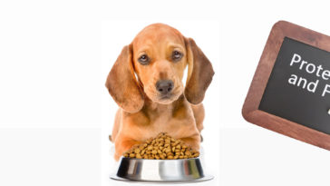 daily recommended protein and fat for Dogs