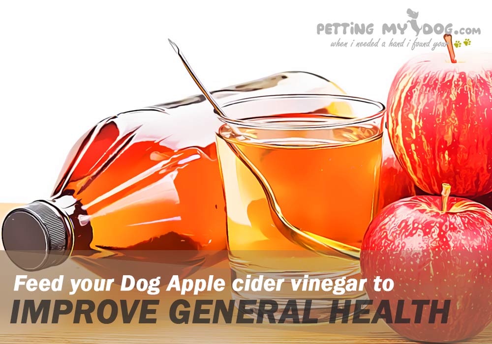 feed your dog apple cider vinegar for general health issue know more at pettingmydog.com