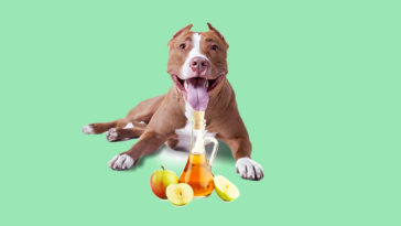 Is vinegar good for Dogs know more at pettingmydog.com