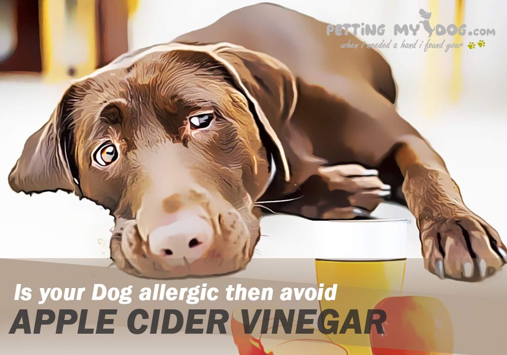 is your dog allergic then avoid apple cider vinegar know more at pettingmydog.com