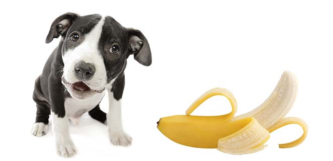 Answer to Can Dogs eat bananas and banana peels