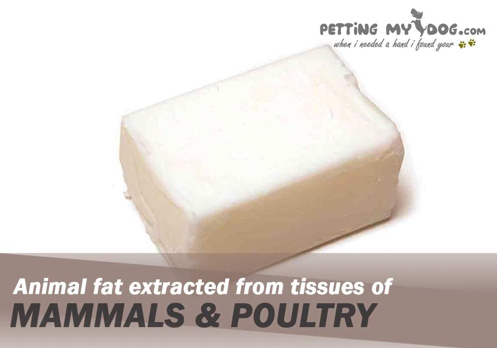 animal fat is extracted from tissues of mammals and poultry