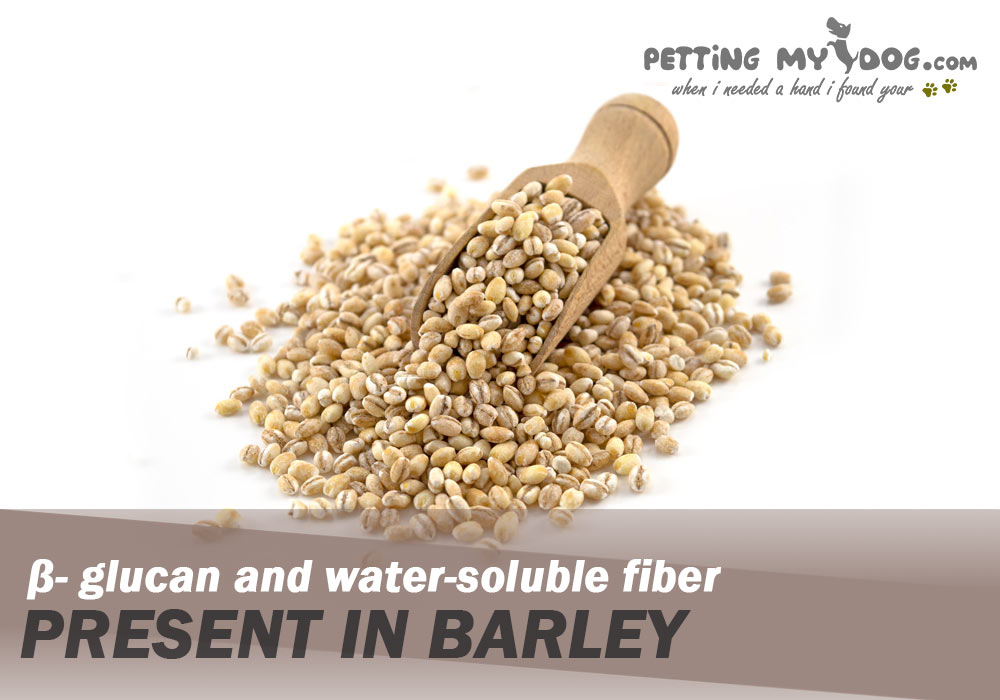 barley conatins β- glucan and water soluble fiber