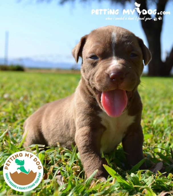 These Are Top 5 Best Dog Food for Pitbull Puppies to Gain Weight and