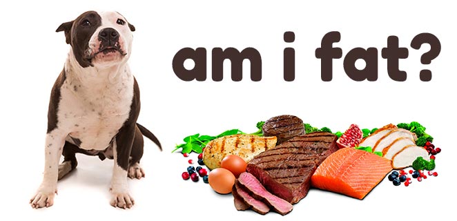 high protein dog food cause weight gain in Pitbull puppies