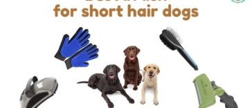 Best brush for short hair dogs find best brush for short hair dogs shedding reviewed