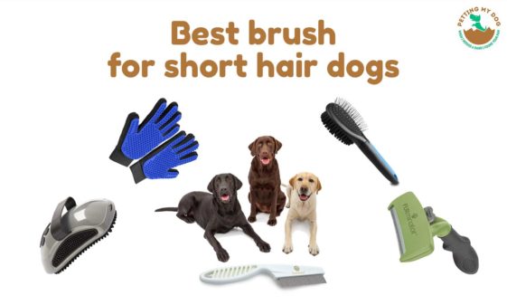 Best brush for short hair dogs find best brush for short hair dogs shedding reviewed