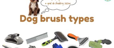 Dog brush types best grooming brush for different dog breeds