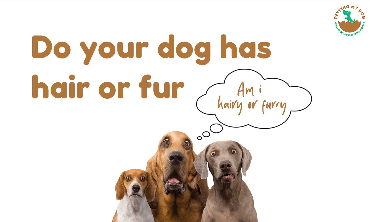 This is how to tell if your dog has hair or fur