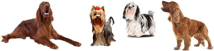 grooming and bathing for silky coated dog breeds