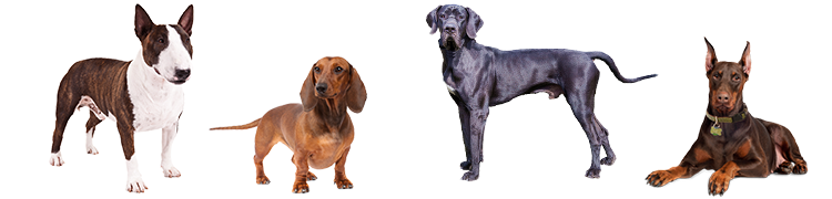 grooming and bathing for smooth coated dog breeds