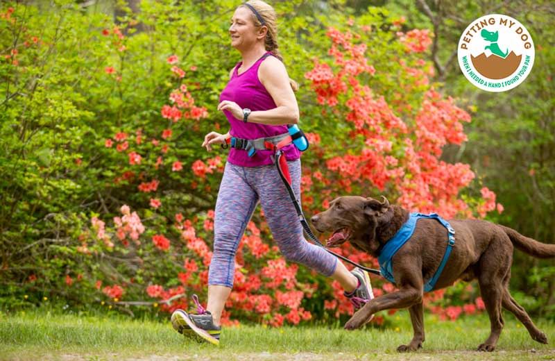 A hands-free leash and dog harness will keep your dog safe