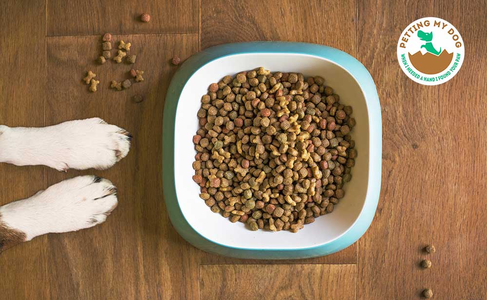 Feed your dog an hour before or after the run