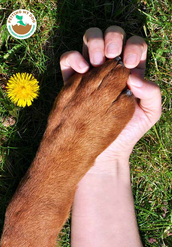 Take care of your dogs paws and joints to run with you