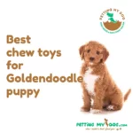 Best chew toys for Goldendoodle puppy
