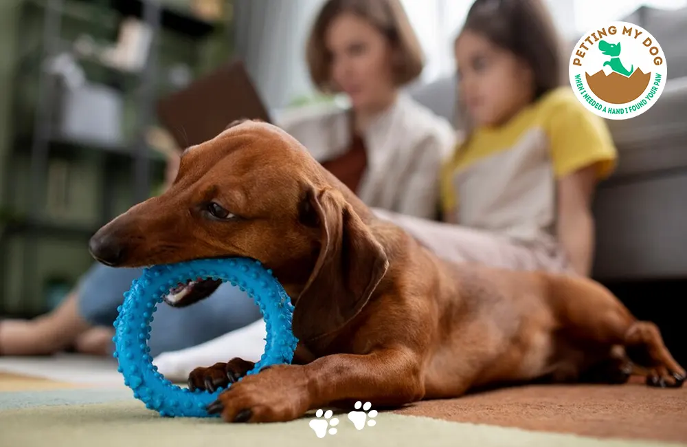 Give your puppy plenty of chew toys to help get through teething more easily