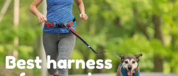 Here is the list of top 5 harness for running with dogs