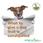 What to give a dog that is constipated