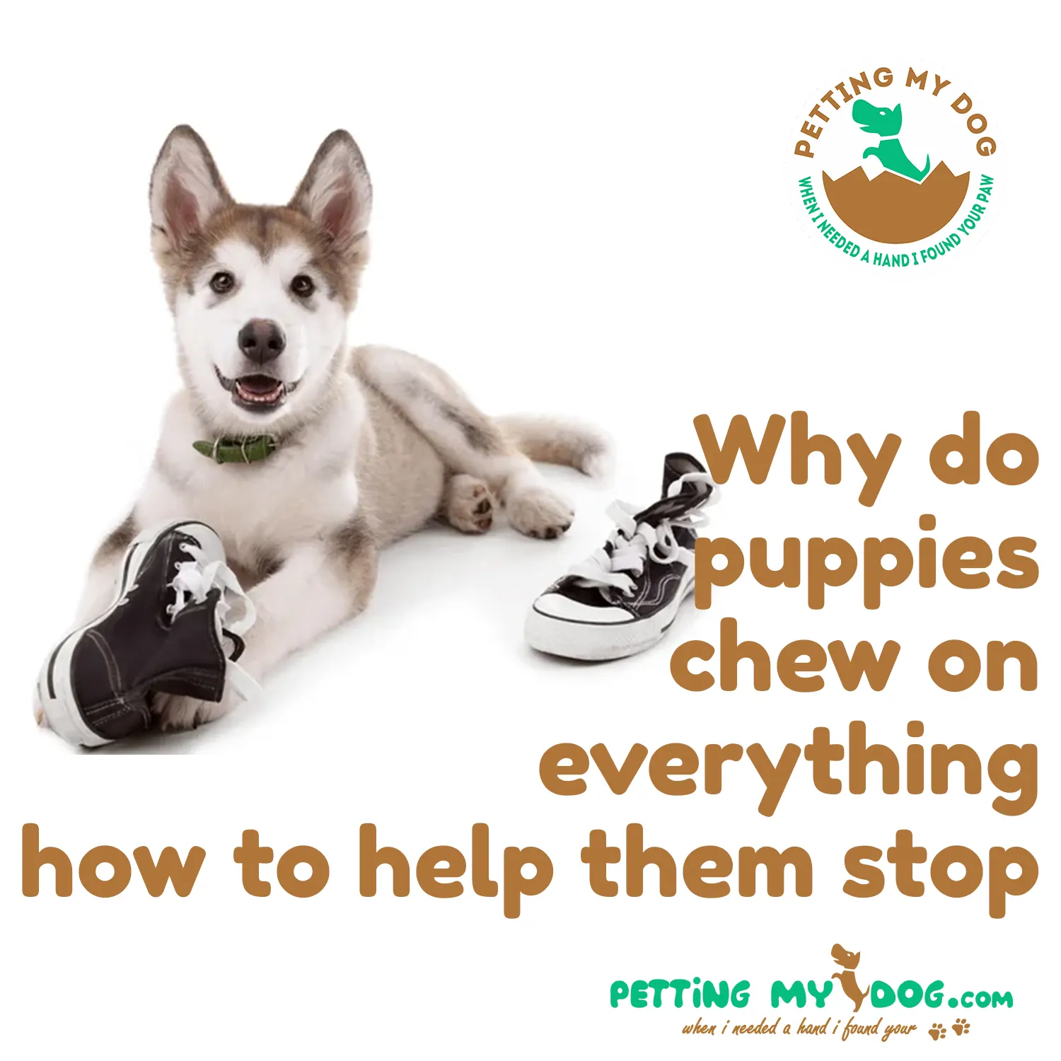 Why do puppies chew on everything how to help them stop