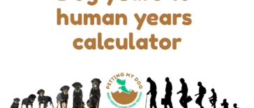 Dog years to human years calculator