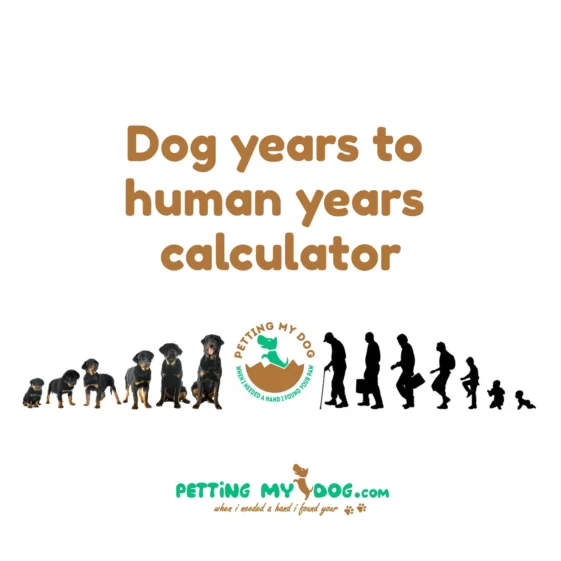 Dog years to human years calculator
