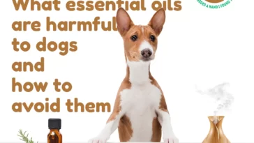 Understand what essential oils are harmful to dogs and how to avoid them