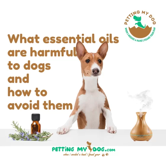 Understand what essential oils are harmful to dogs and how to avoid them