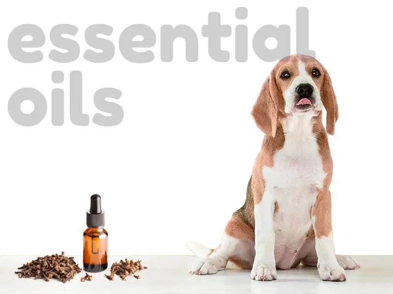 which essential oils are harmful to dogs