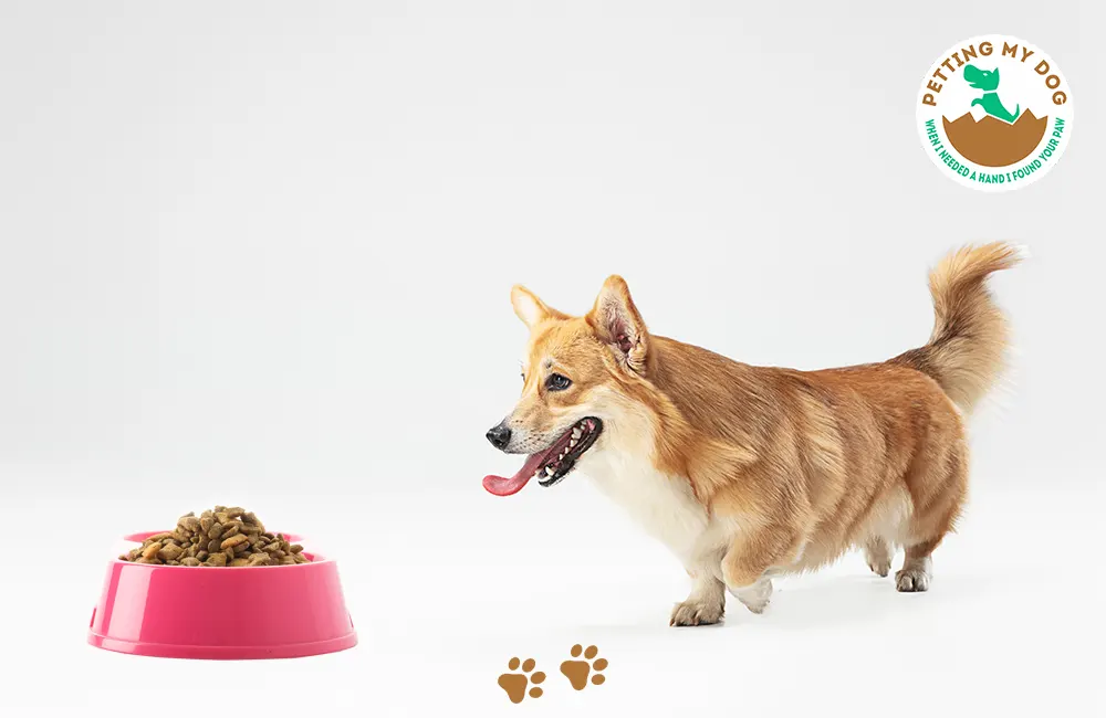 Medium Dog Breeds puppy food requirements