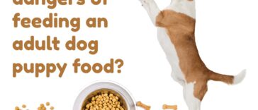 Here are the dangers of feeding an adult dog puppy food