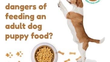 Here are the dangers of feeding an adult dog puppy food