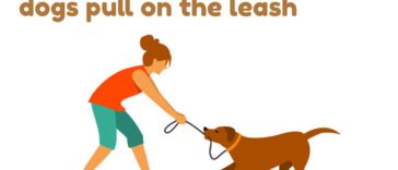 Understand these top 5 reasons why dogs pull on the leash
