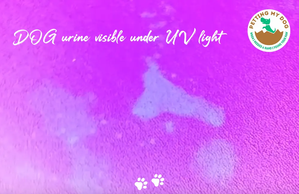 dog urine on carpet visible when exposed with UV light