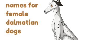 50 unique and adorable names for female dalmatian dogs