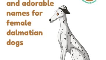 50 unique and adorable names for female dalmatian dogs