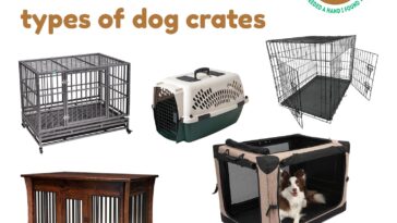 Here are 5 different types of dog crates available for your dog