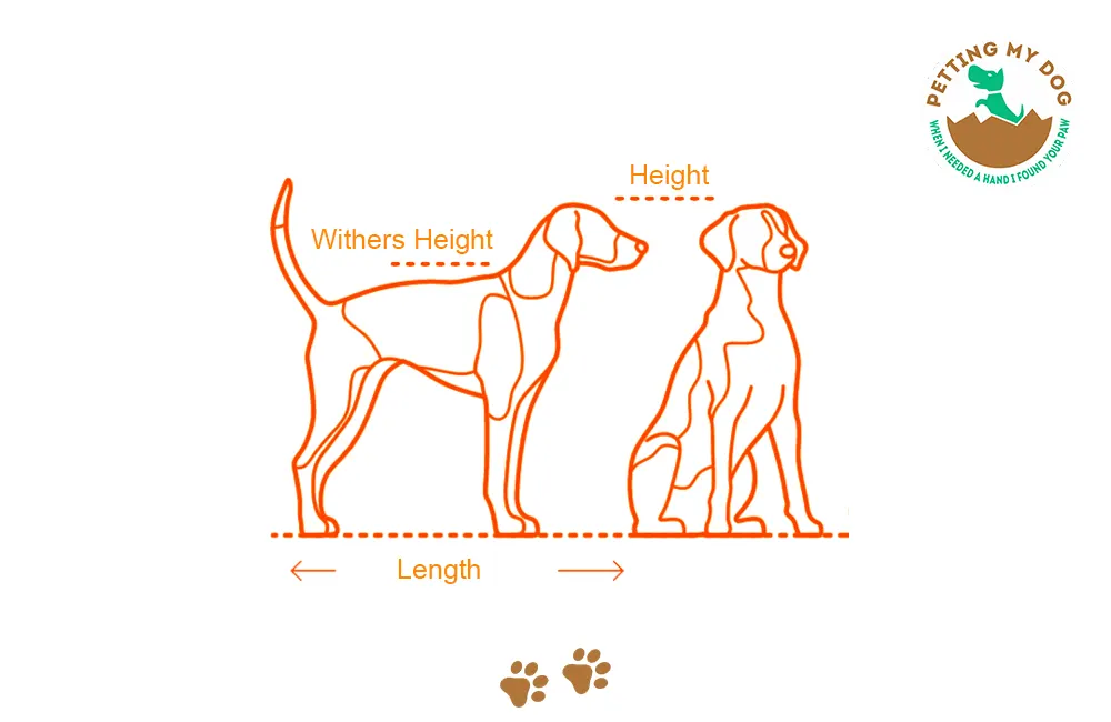 This is how to measure your dog for crate size